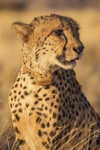 Cheetah viewing and accommodation at Solitair Cheetah park in Namibia