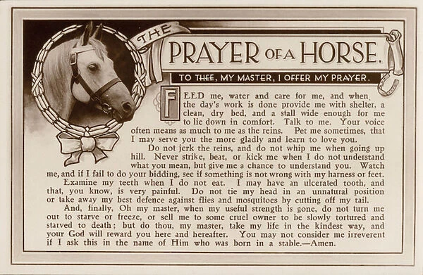 The prayer of a horse to its master in a plea to be treated well (b  /  w photo)