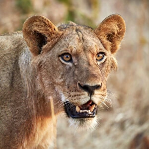 Lion (Panthera leo), young male, Ruaha National Park, Tanzania, East Africa, Africa