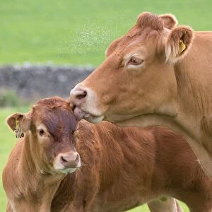 Domestic Cattle, Limousin cow licking calf, with midge swarm in pasture, Slaidburn, Forest of Bowland, Lancashire