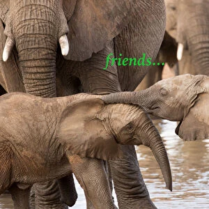 Afrique, Tanzanie, Serengenti, elephant, faune sauvage, mammifere, savane