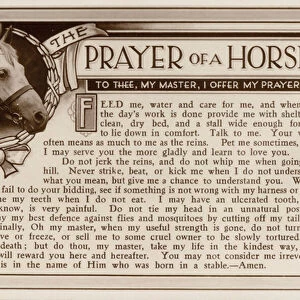 The prayer of a horse to its master in a plea to be treated well (b / w photo)