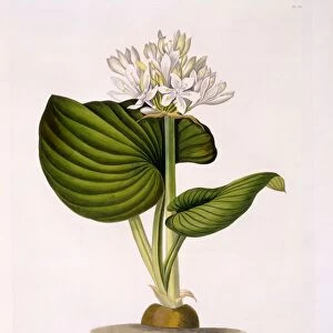 Pancratium Amboinense, 1831-1834