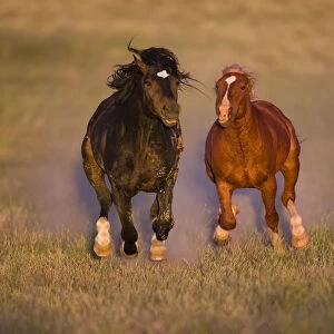 Wild Horse (Equus caballus) pair running, Wyoming